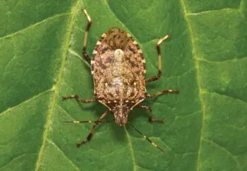 Stink Bug