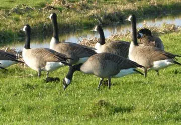 geese