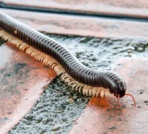 Millipede