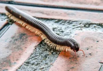 Millipede