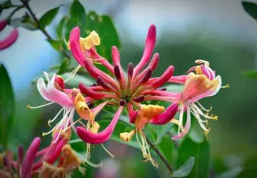 Honeysuckle