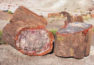 Petrified Wood