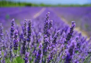 Lavender