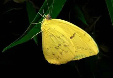 The Spiritual Meaning of Yellow Butterflies