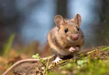 Dream of Mouse Biting Finger: 15 Spiritual Meanings